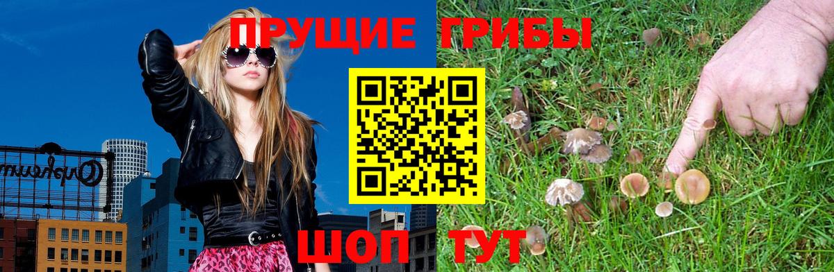 Когалым  где найти   Вход с VPN  Галлюциногенные грибы Psilocybe 